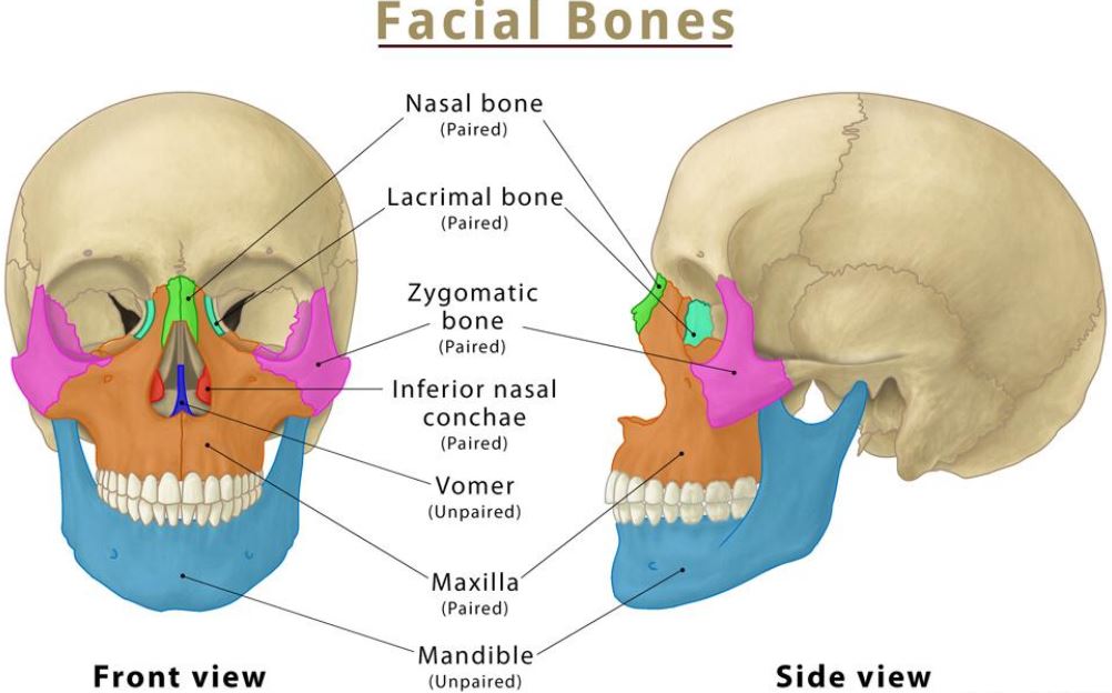 Level 3 Anatomy and Physiology for Aesthetic Practice - Image 2
