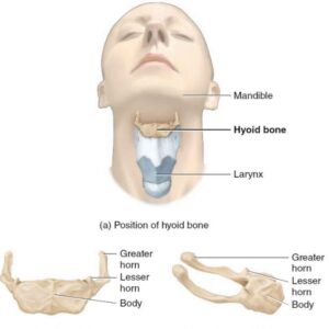 Level 6 Anatomy and Physiology for Advanced Aesthetic Practice