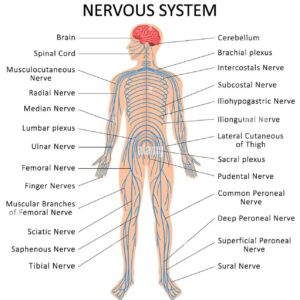 Level 3 Anatomy and Physiology for Aesthetic Practice